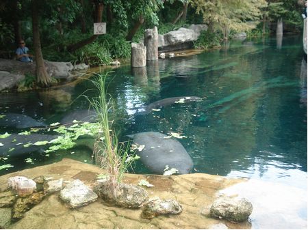 Manatees: The Last Generation? photo, from ThemeParkInsider.com